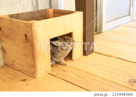 板橋区立こども動物園(東板橋公園内) うさぎ 板橋区立こども動物園(東板橋公園内) うさぎ 123446560