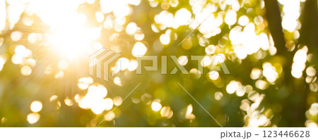 Abstract green bokeh background. Summer green defocused trees 123446628