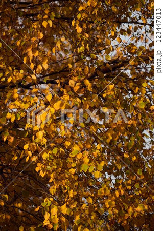 The scene features golden autumn leaves beautifully contrasting with a clear blue sky 123447013