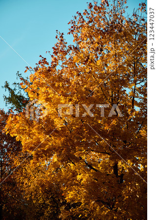 The Beautiful and Vibrant Autumn Foliage is Set Against a Clear and Bright Blue Sky Above 123447037