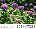 小田原城址公園　アジサイ 123447328