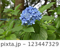 小田原城址公園　アジサイ 123447329