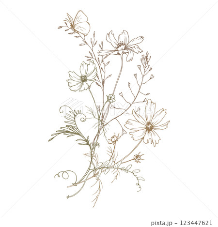 Field, meadow, wild flowers and herbs cosmos and other, butterfly. Line art is a simple hand-drawn illustration in beige, ochre, brown ink. Bouquet composition vector EPS Field, meadow, wild flowers and herbs cosmos and other, butterfly. Line art is a simple hand-drawn illustration in beige, ochre, brown ink. Bouquet composition vector EPS 123447621