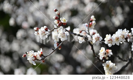 梅（Japanese apricot：合格祈願などにも） 123448028