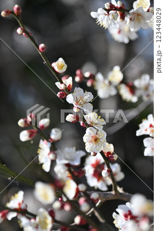 梅(Japanese apricot:合格祈願などにも) 梅(Japanese apricot:合格祈願などにも) 123448029