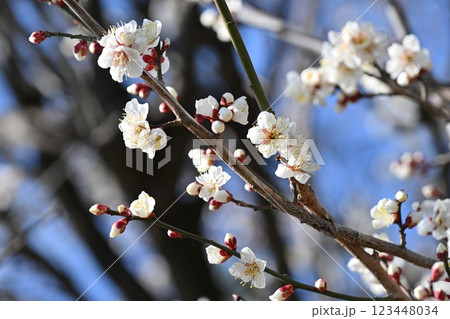 梅(Japanese apricot:合格祈願などにも) 梅(Japanese apricot:合格祈願などにも) 123448034