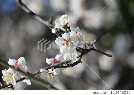 梅（Japanese apricot：合格祈願などにも） 123448035