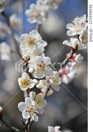 梅（Japanese apricot：合格祈願などにも） 123448036