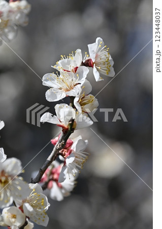 梅（Japanese apricot：合格祈願などにも） 123448037