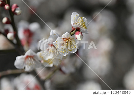 梅(Japanese apricot:合格祈願などにも) 梅(Japanese apricot:合格祈願などにも) 123448049