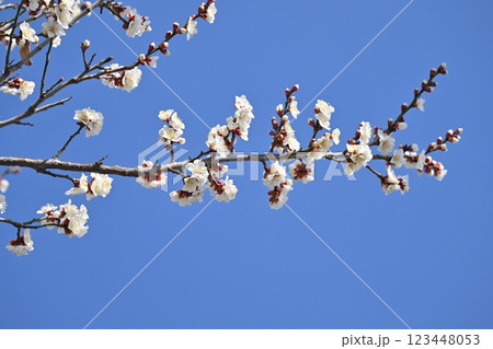 梅（Japanese apricot：合格祈願などにも） 123448053