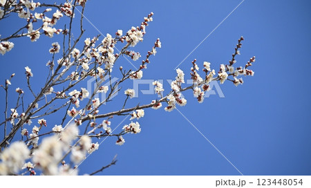 梅(Japanese apricot:合格祈願などにも) 梅(Japanese apricot:合格祈願などにも) 123448054