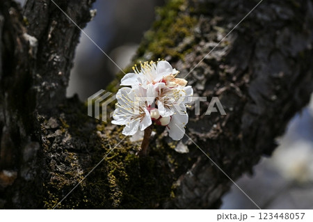 梅(Japanese apricot:合格祈願などにも) 梅(Japanese apricot:合格祈願などにも) 123448057