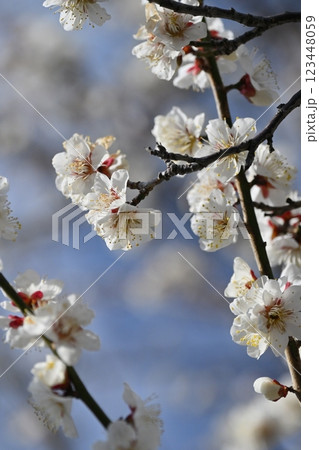 梅（Japanese apricot：合格祈願などにも） 123448059