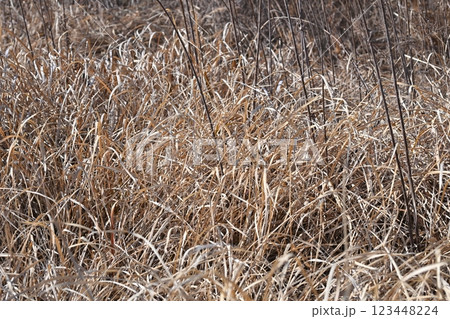 空き地 荒地 雑草 土地 vacant lot 空き地 荒地 雑草 土地 vacant lot 123448224