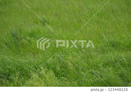 空き地　荒地　雑草　土地　vacant lot 123448228