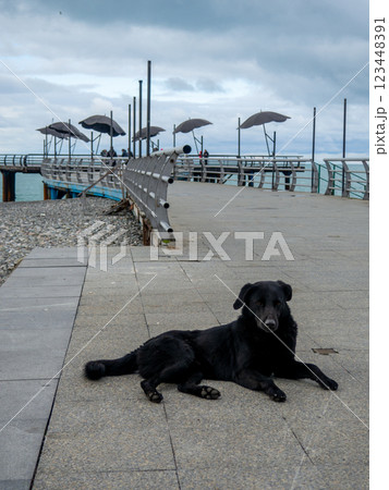 black dog lies on the pier. Homeless dog in the Black Sea resort in winter. Not tourist season. People at sea. Batumi in winter. 123448391