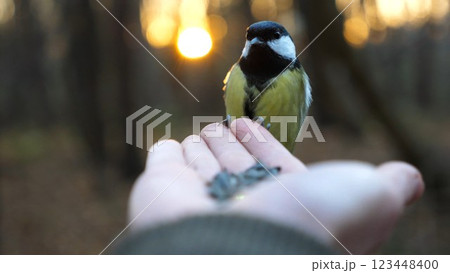 Small titmouse eating meal from arm of young girl against sunset at background. Little tomtit pecking food from a female hand at autumn. Woman feeding cute tit bird to sunflower seeds in forest Small titmouse eating meal from arm of young girl against sunset at background. Little tomtit pecking food from a female hand at autumn. Woman feeding cute tit bird to sunflower seeds in forest 123448400