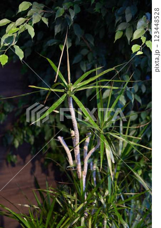 Discover Vibrant Green Indoor Plants Perfect for Enhancing Your Home Decor Aesthetics Discover Vibrant Green Indoor Plants Perfect for Enhancing Your Home Decor Aesthetics 123448528