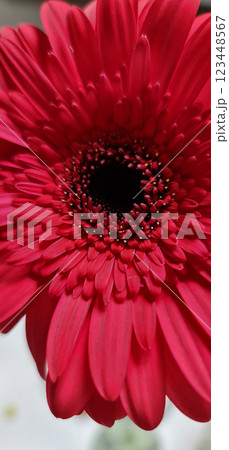 Red flower close up photography 123448567