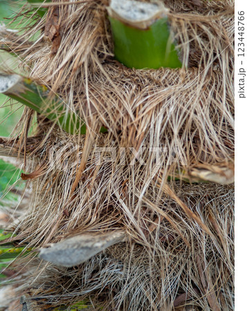 Shaggy trunk of a palm tree. Palm bark pattern. Botany. Wood background. Shaggy trunk of a palm tree. Palm bark pattern. Botany. Wood background. 123448766