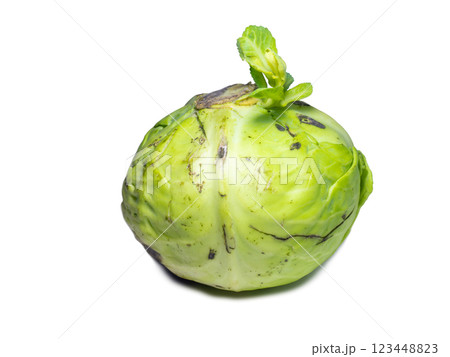 A sprout erupted from a head of cabbage. New life concept. Rotten cabbage with shoots. Rotting vegetable on a white background. Raw food diet. A new sprout from a plucked vegetable. A sprout erupted from a head of cabbage. New life concept. Rotten cabbage with shoots. Rotting vegetable on a white background. Raw food diet. A new sprout from a plucked vegetable. 123448823