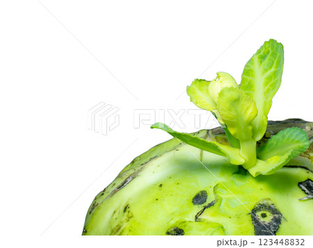 A sprout erupted from a head of cabbage. New life concept. Rotten cabbage with shoots. Rotting vegetable on a white background.  Lunch ingredient. A new sprout from a plucked vegetable. 123448832