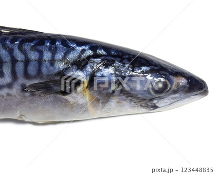 Fresh mackerel on a white background. Raw fish. Mackerel isolate. An ingredient for a fish dish. Fresh mackerel on a white background. Raw fish. Mackerel isolate. An ingredient for a fish dish. 123448835
