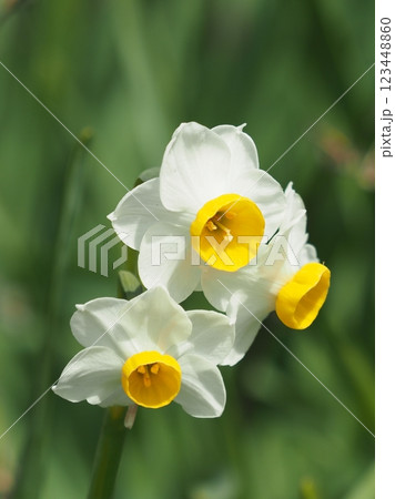スイセン(水仙：narcissus) 123448860