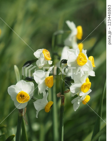 スイセン(水仙：narcissus) 123448863