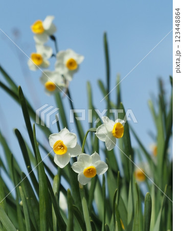 スイセン(水仙：narcissus) 123448864