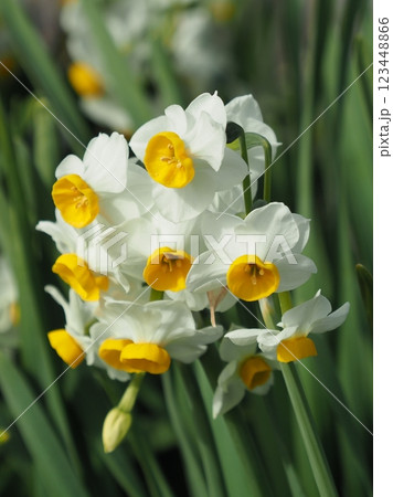 スイセン(水仙:narcissus) スイセン(水仙:narcissus) 123448866