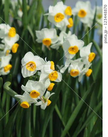 スイセン(水仙：narcissus) 123448870