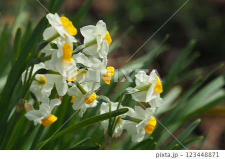 スイセン(水仙：narcissus) 123448871