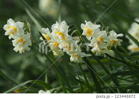 スイセン(水仙：narcissus) 123448872