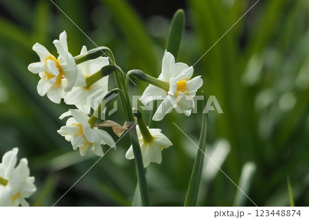 スイセン(水仙：narcissus) 123448874