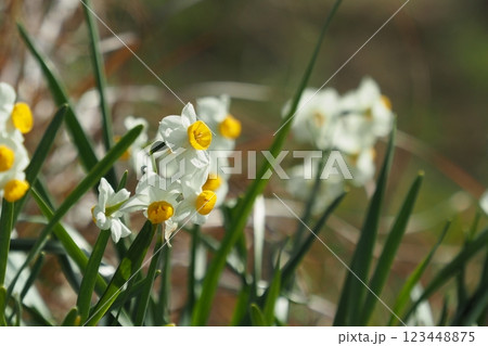 スイセン(水仙：narcissus) 123448875