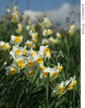 スイセン(水仙：narcissus) 123448876