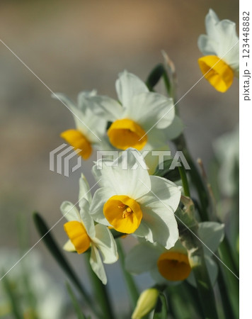 スイセン(水仙：narcissus) 123448882
