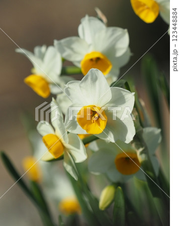スイセン(水仙:narcissus) スイセン(水仙:narcissus) 123448884