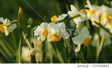 スイセン(水仙：narcissus) 123448885