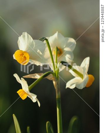 スイセン(水仙：narcissus) 123448887