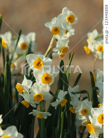 スイセン(水仙：narcissus) 123448889