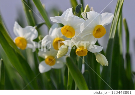スイセン(水仙:narcissus) スイセン(水仙:narcissus) 123448891