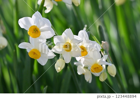 スイセン(水仙：narcissus) 123448894