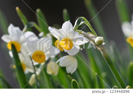 スイセン(水仙:narcissus) スイセン(水仙:narcissus) 123448896