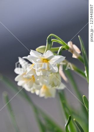 スイセン(水仙:narcissus) スイセン(水仙:narcissus) 123448897