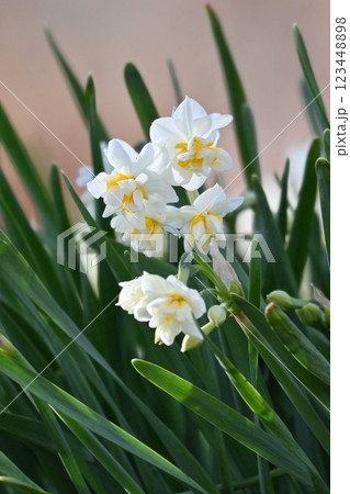 スイセン(水仙：narcissus) 123448898