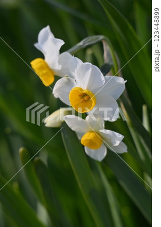 スイセン(水仙：narcissus) 123448899