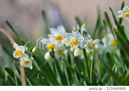 スイセン(水仙：narcissus) 123448900